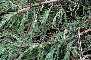 CONTAINER DECHETS VERTS